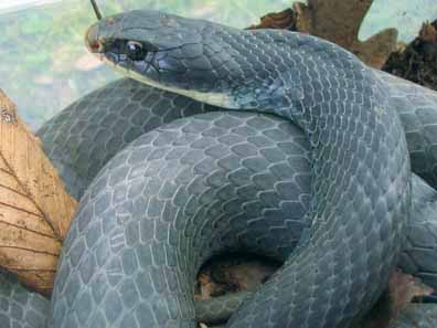 Blue Racer