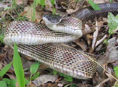 Black Rat Snake