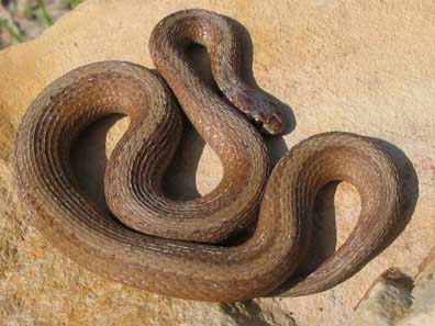 DeKay's Snake