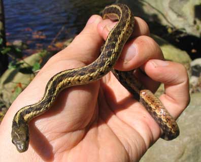 Garter Snake