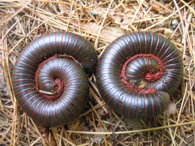 Millipedes