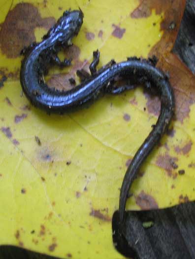 Ravine Salamander