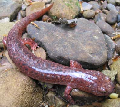 Red Salamander