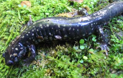 Slimy Salamander