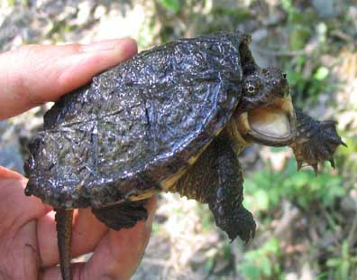 Snapping Turtle