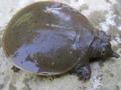 Soft Shell Turtle