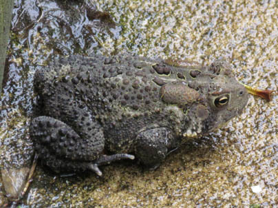 American Toad