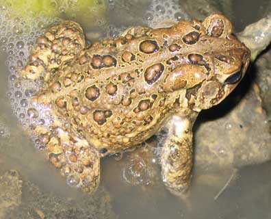 American Toad