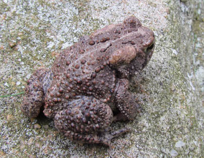 Fowler's Toad