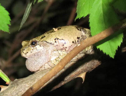 Gray Treefrog