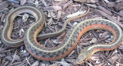 Female Garter