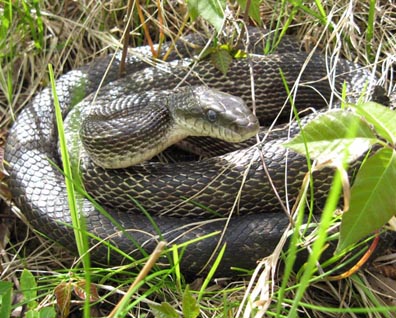 Black Rat Snake