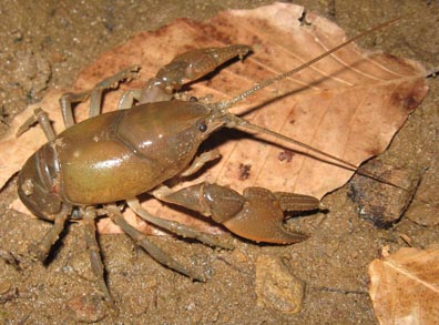 crayfish