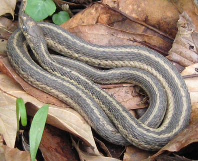 Garter Snake