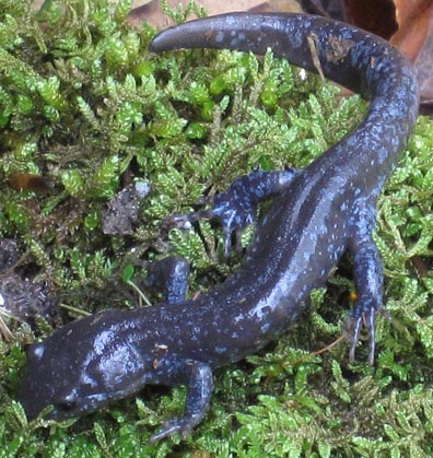 Jeffersons Salamander