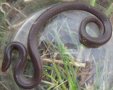 Midwest Worm Snake