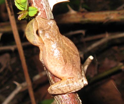 spring peeper