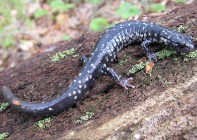 slimy salamander