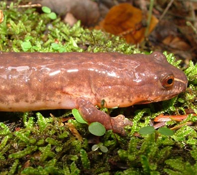 Spring Salamander