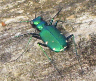 tiger beetle