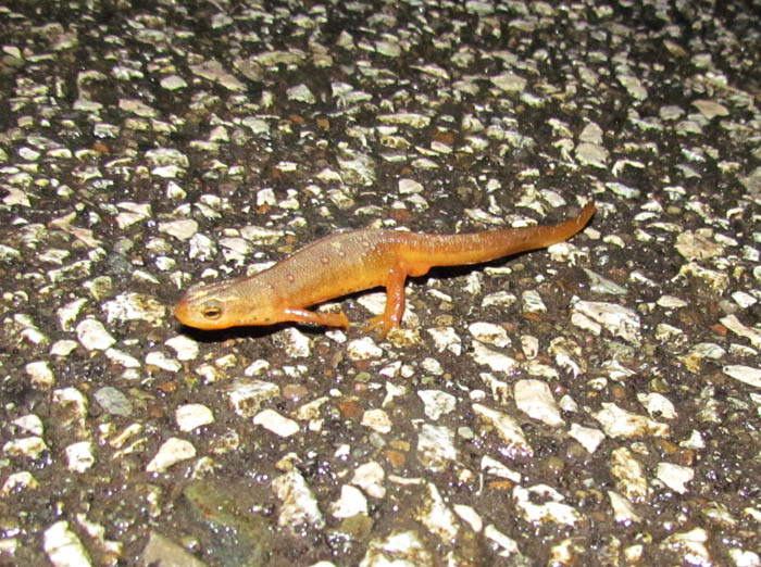 Red-spotted Newt