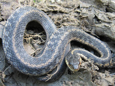 Eastern Garter Snake