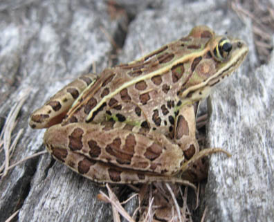 Leopard Frog