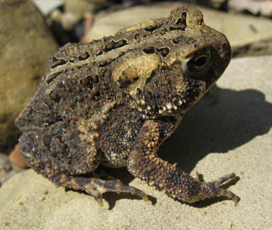 American Toad