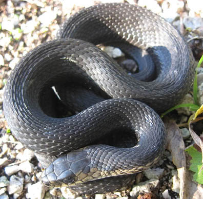 Eastern Garter Snake