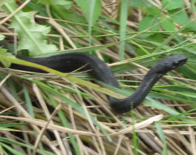 Eastern Garter Snake