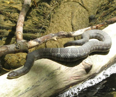 Northern Water Snake