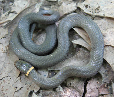 Northern Ringneck Snake