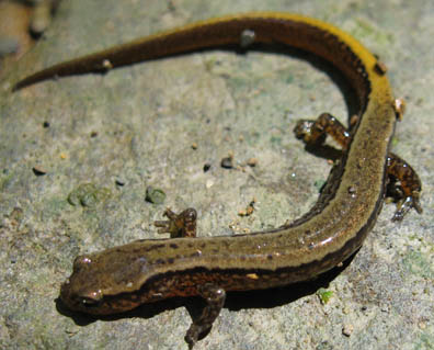 Two-lined Salamander