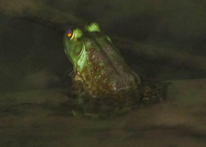 American Bullfrog