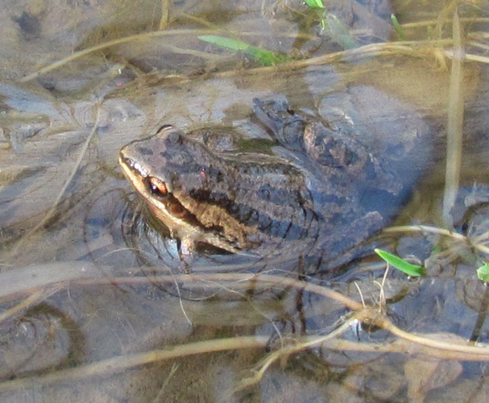 Western Chorus Frog