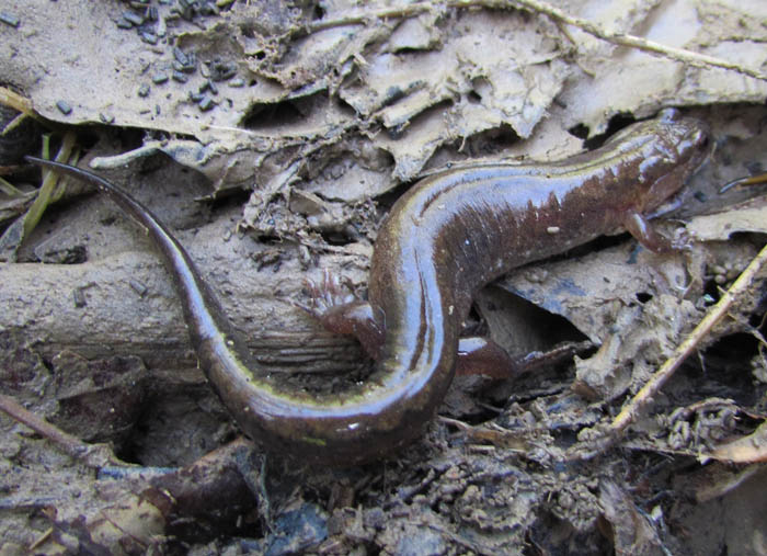 Dusky Salamander