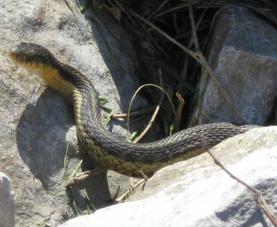 Eastern Garter Snake