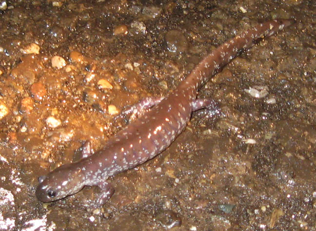 Jeffersons Salamander