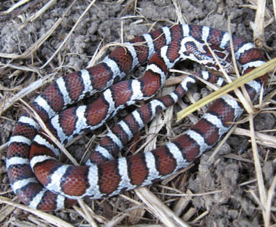 Eastern Milk Snake