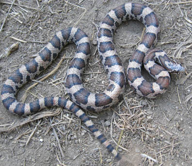 Eastern Milk Snake