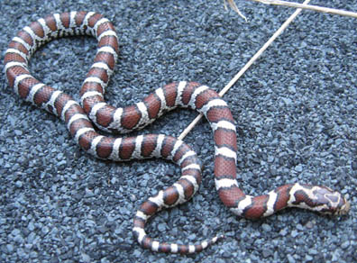 Eastern Milk Snake