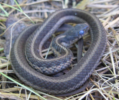 Eastern Garter Snake