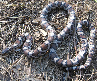 Eastern Milk Snake