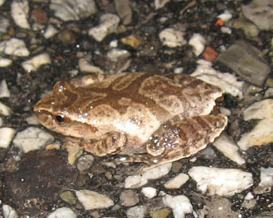 Spring Peeper