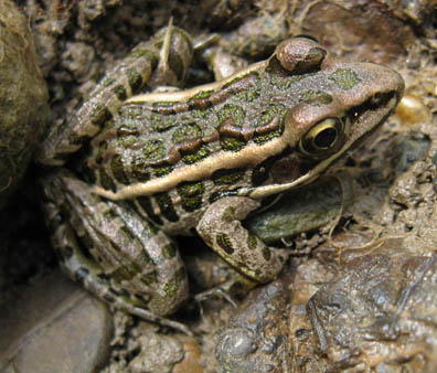 Pickerel Frog