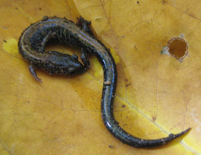 Redback Salamander