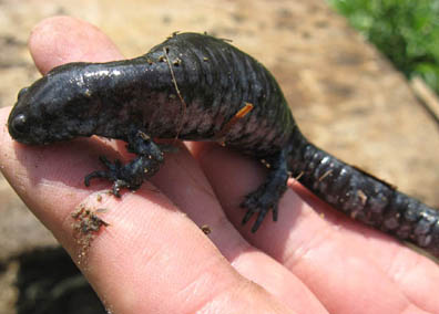 Smallmouth Salamander