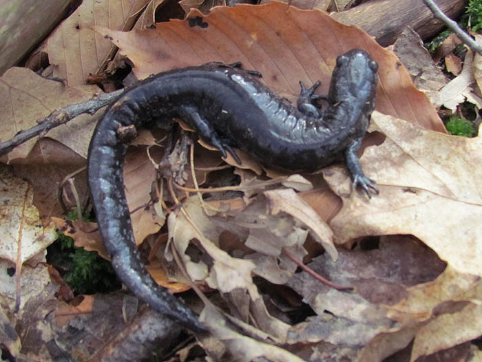 Smallmouth Salamander