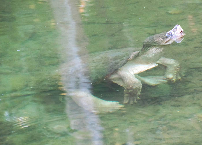 Common Snapping Turtle