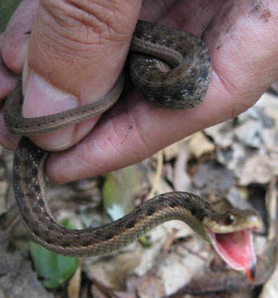 Eastern Garter Snake